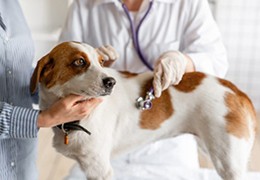 Todo lo que necesitas saber del Coronavirus & tu perro