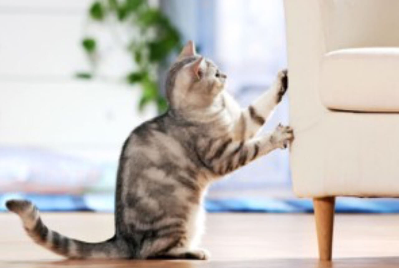 Que ahuyenta a los gatos de los muebles: Últimas noticias, fotos, videos,  artículos de opinión de Que ahuyenta a los gatos de los muebles