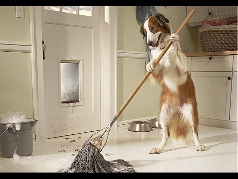 transferir Pórtico Pelearse Los Limpiadores de la orina del perro: El bueno, el malo y el feo