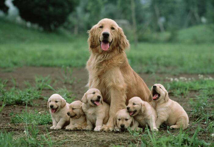 familia de perros