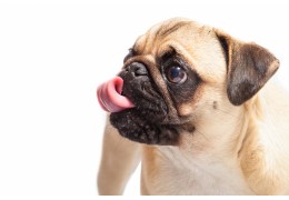 Los diez olores que más odian los perros